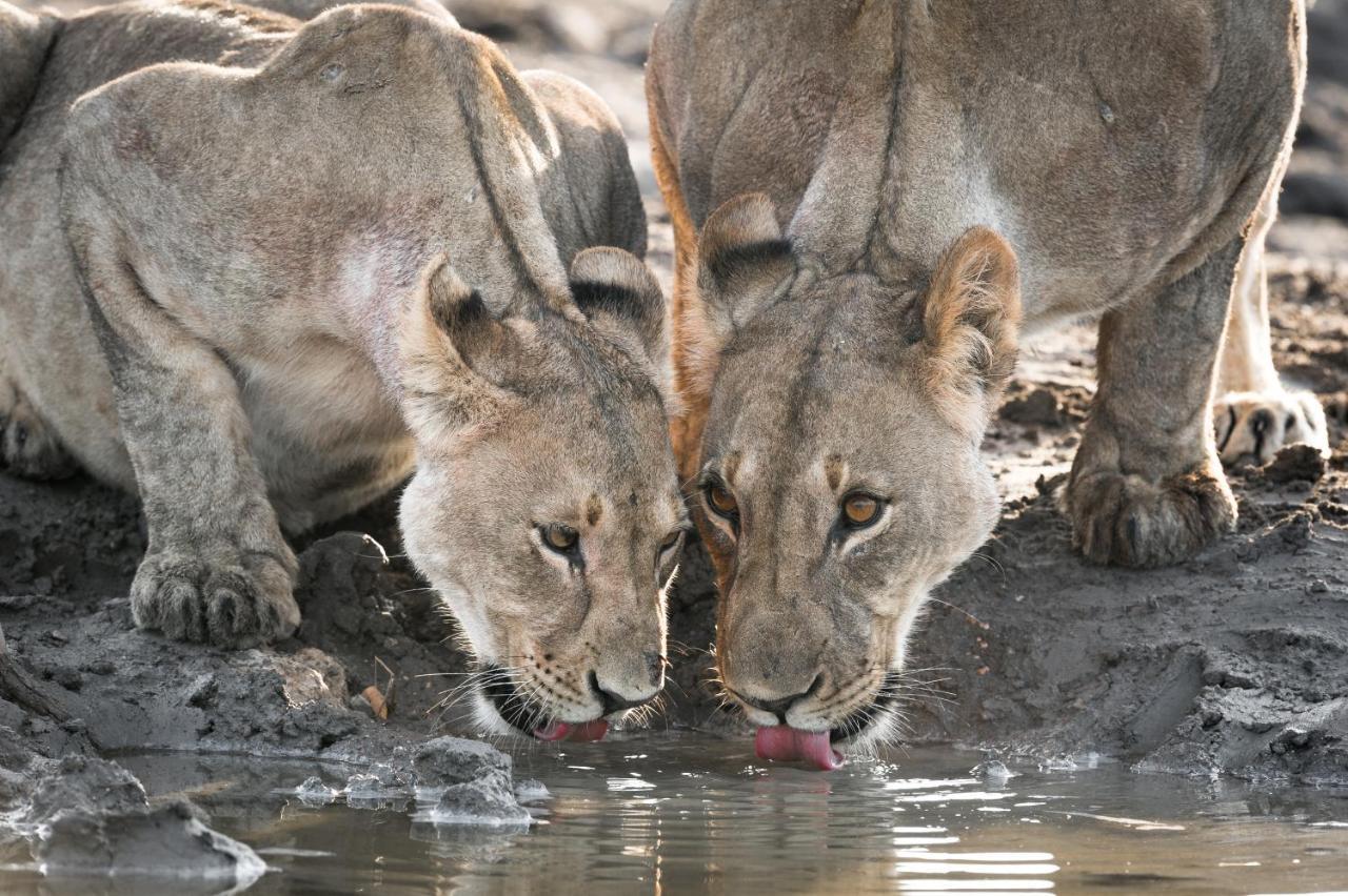 Anderssons At Ongava Villa Okaukuejo Dış mekan fotoğraf